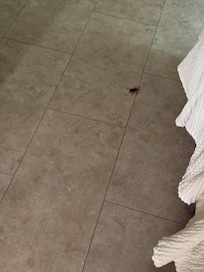 Bugs in my room