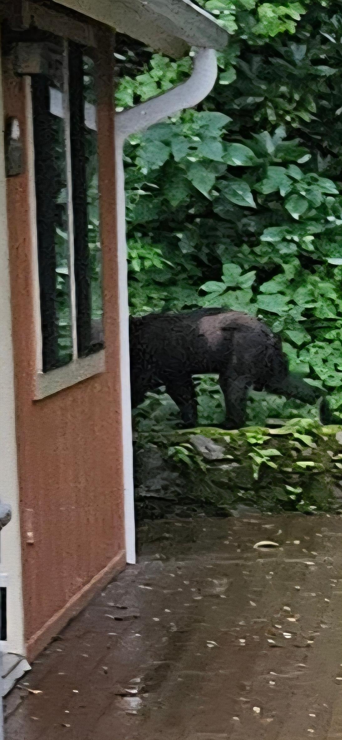 Our visitor didn't hang around for pictures..