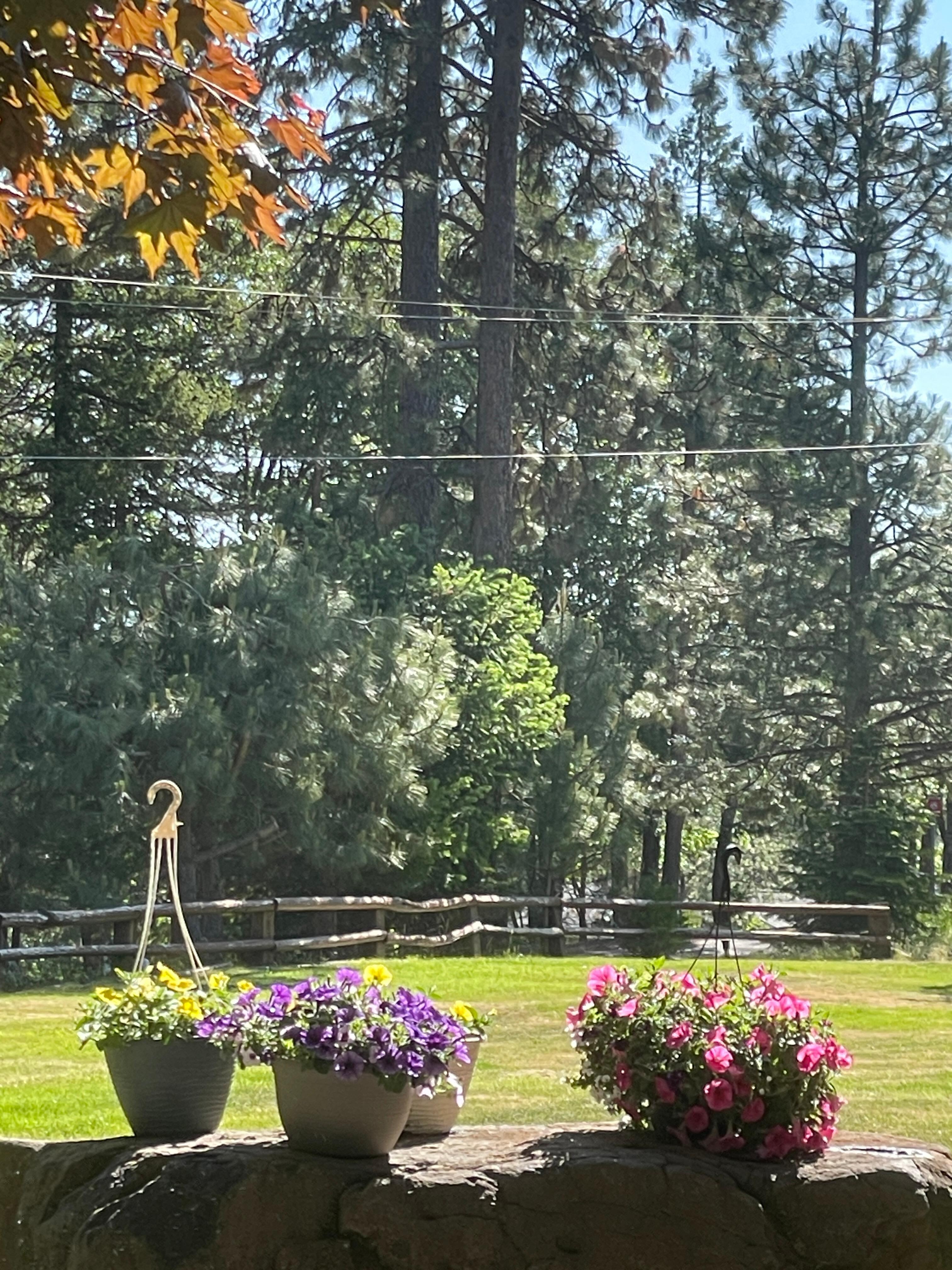 So many pretty flowers!