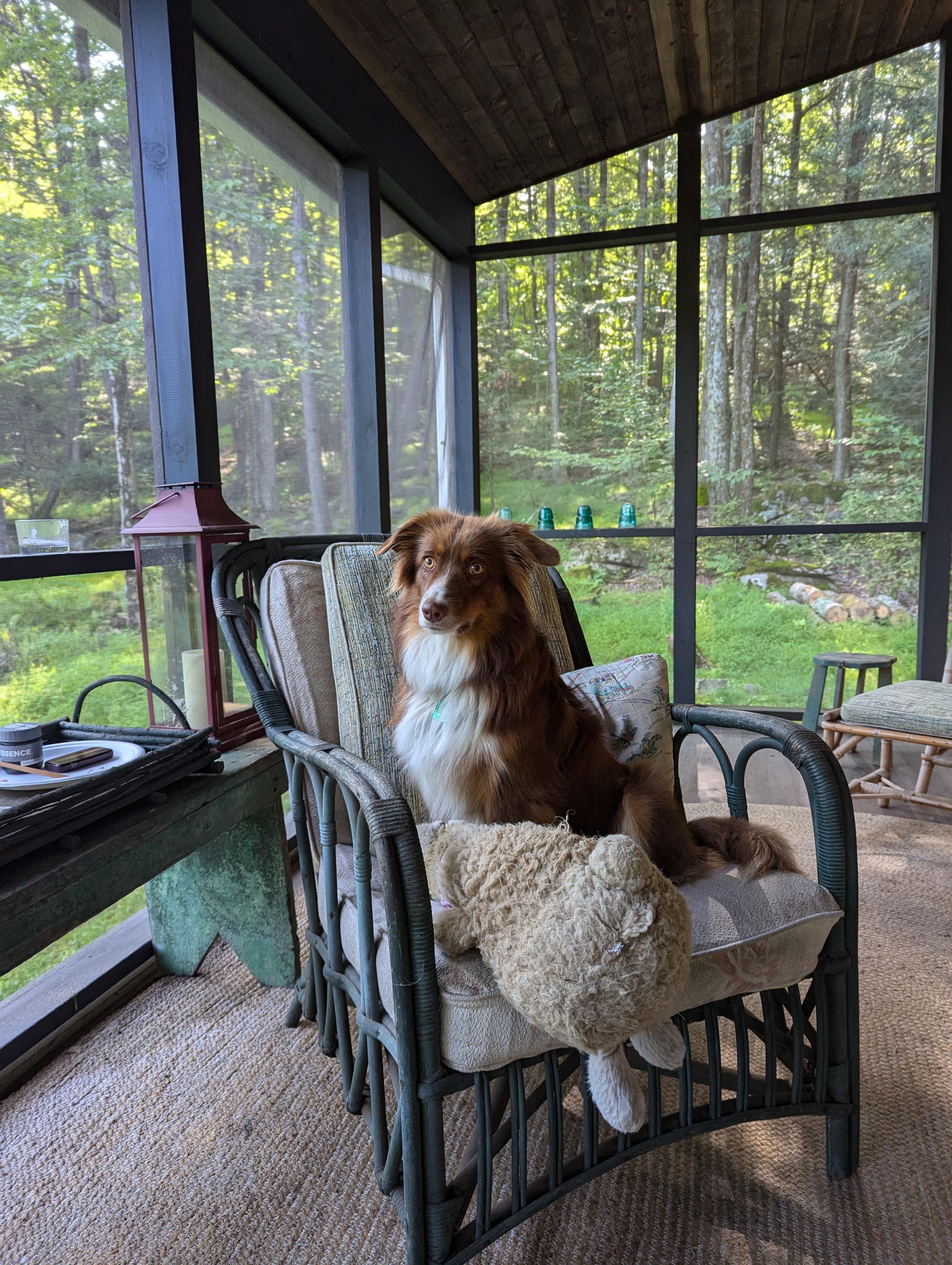 On the sweet porch, looking for critters. 