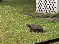 Early morning visitor