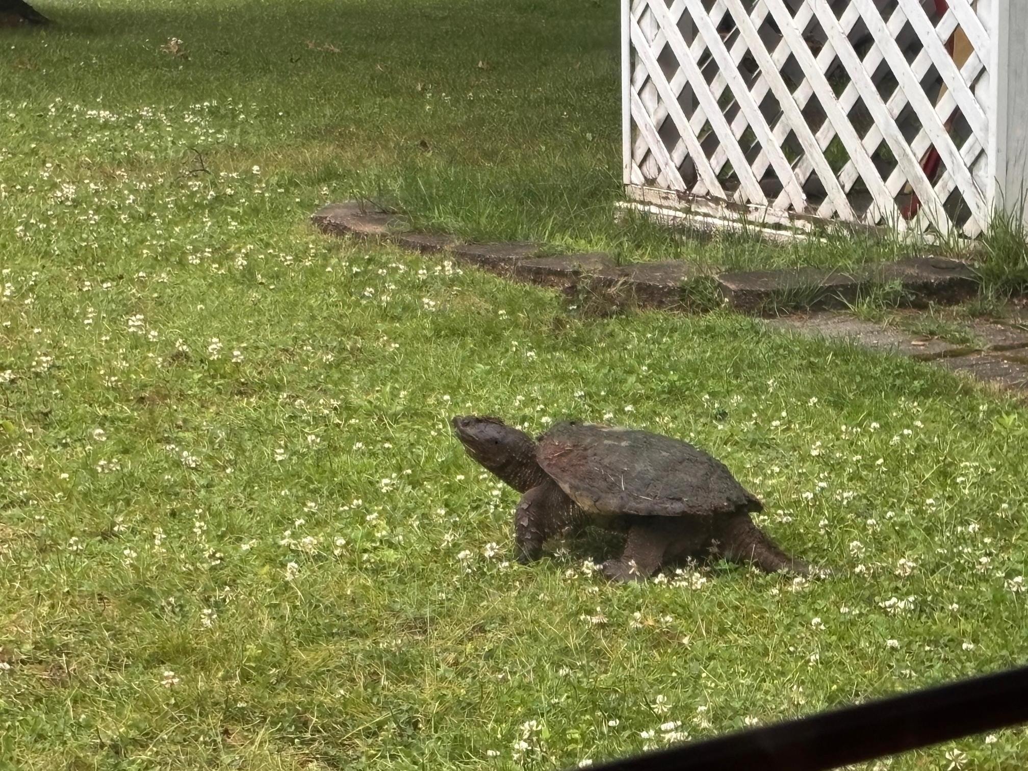 Early morning visitor