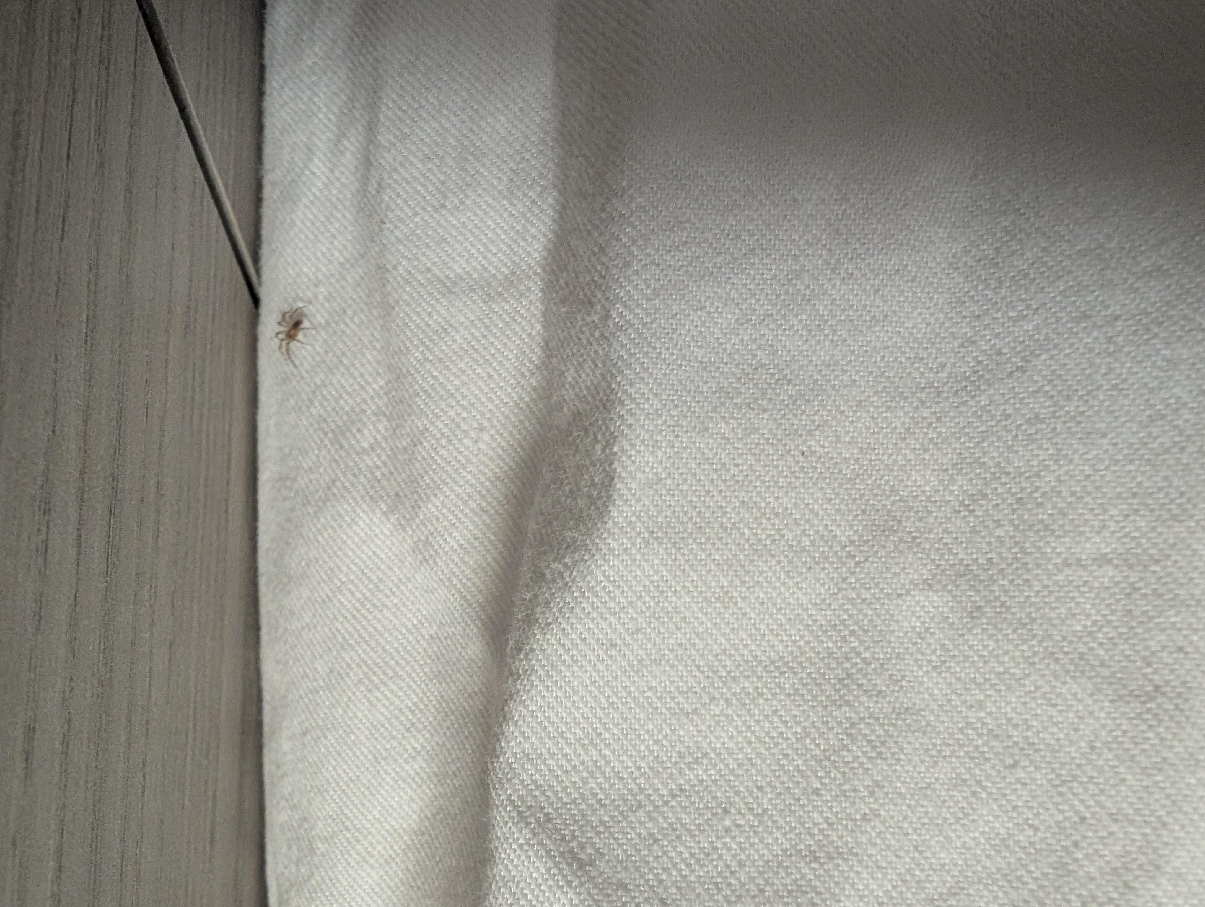 spider crawling on bed