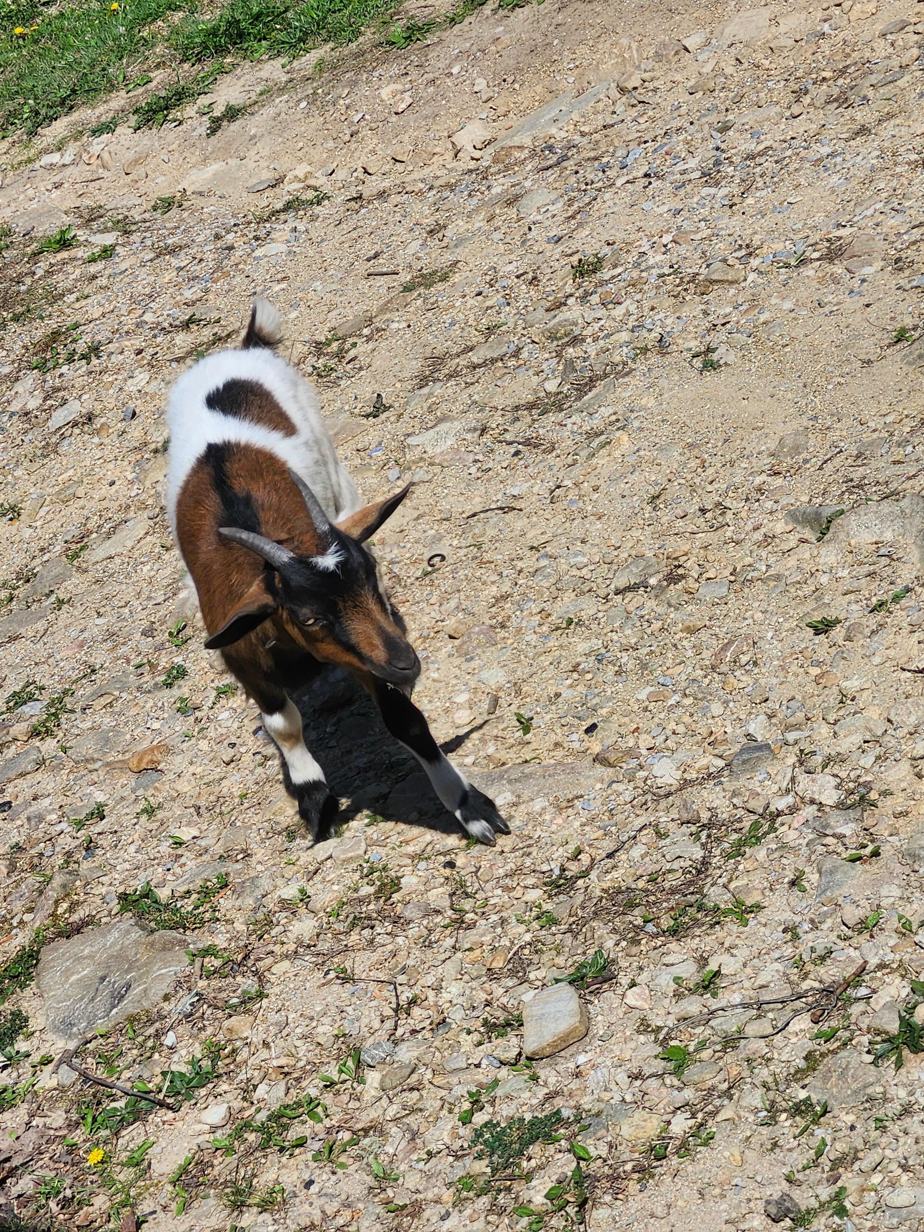 We nicknamed this one Titus2. Looks just like our Jack Russell at home. 