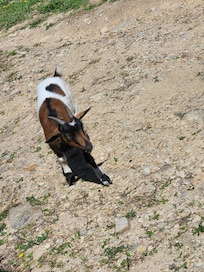 We nicknamed this one Titus2. Looks just like our Jack Russell at home.