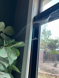 Cob webs