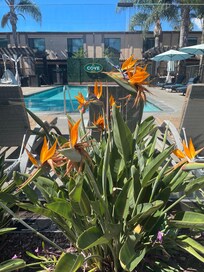 Plenty of birds of paradise throughout the property. Absolutely mesmerizing site.