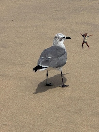 Birds on beach