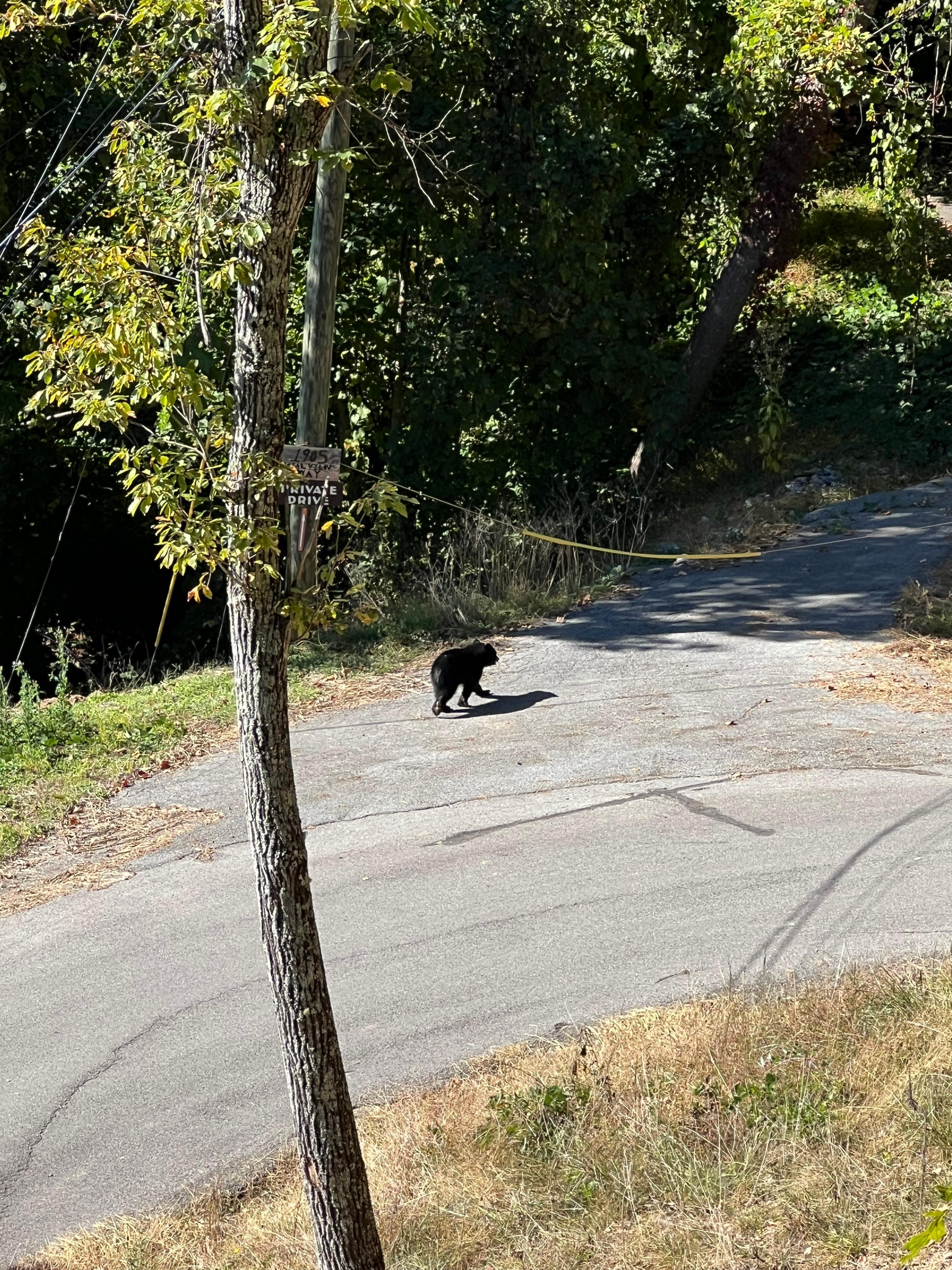 Near crossing right by the cabin