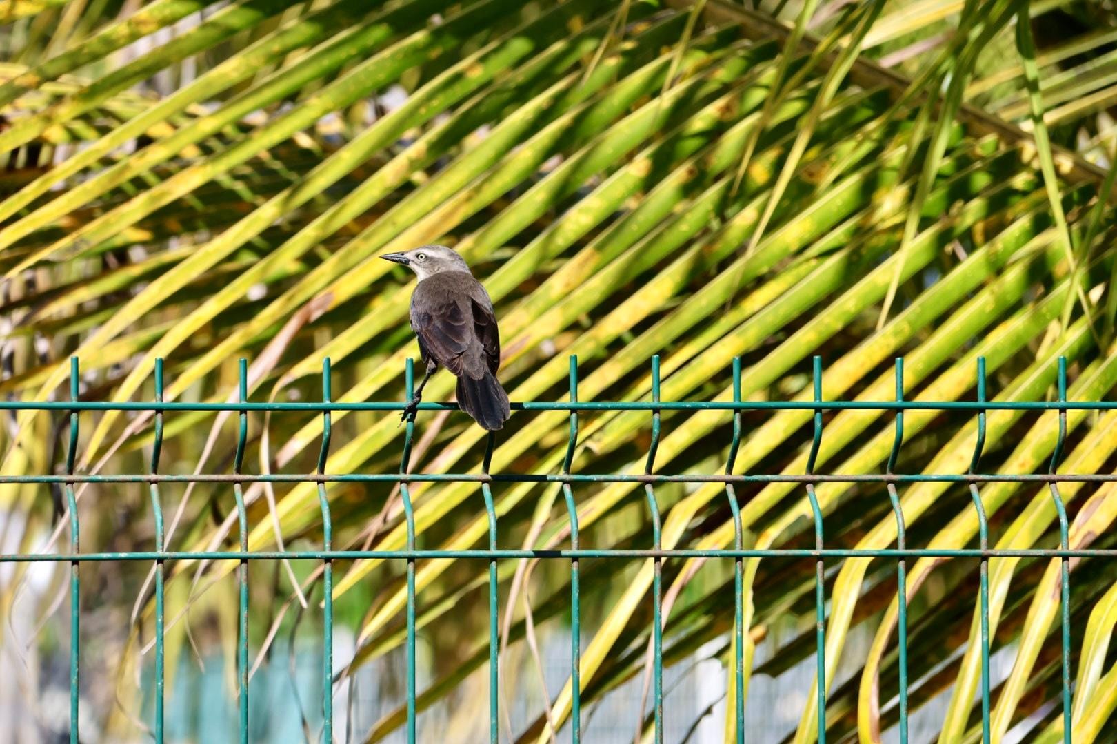 Plusieurs oiseaux qui font notre bonheur 