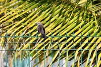 Plusieurs oiseaux qui font notre bonheur
