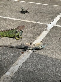 Iguana joined up for breakfast