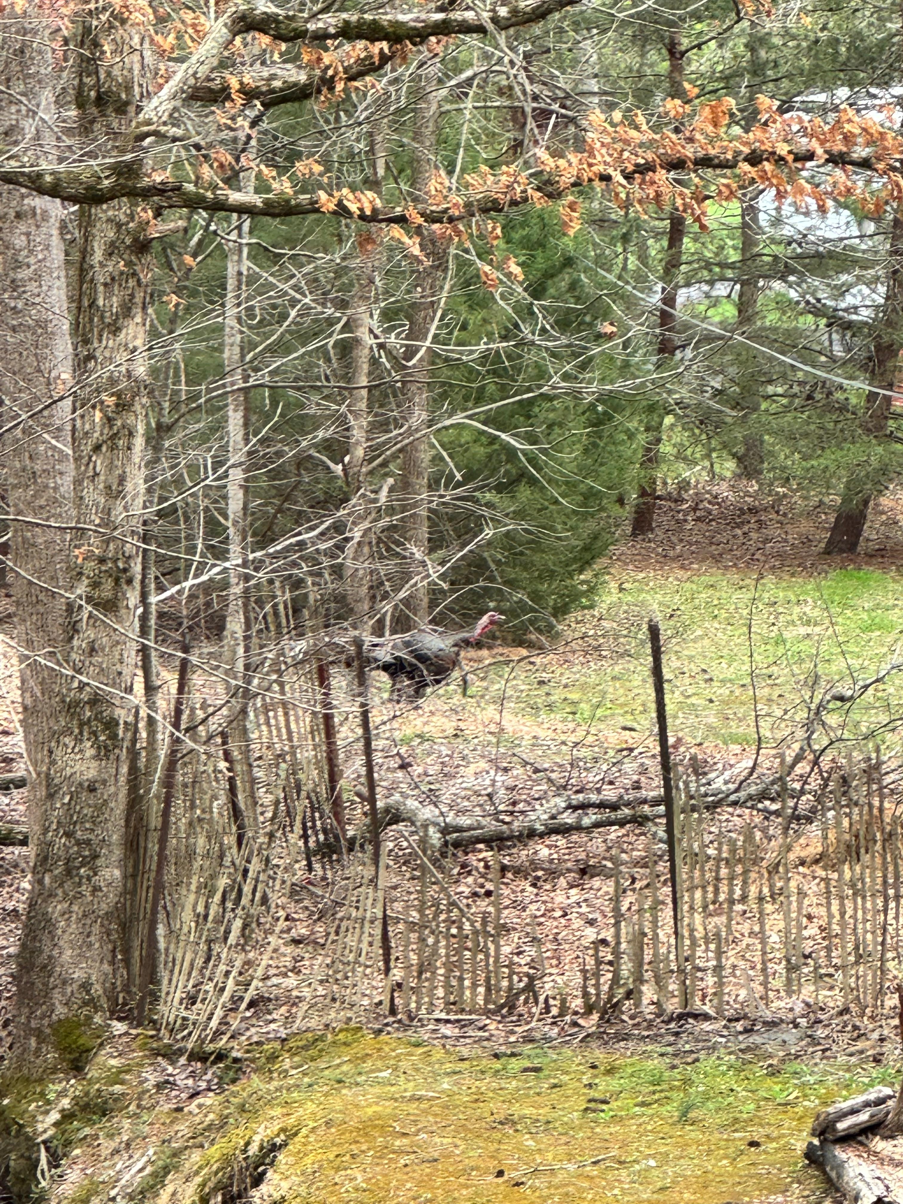 Better turkey picture!