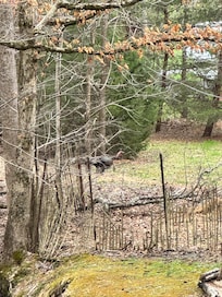 Better turkey picture!