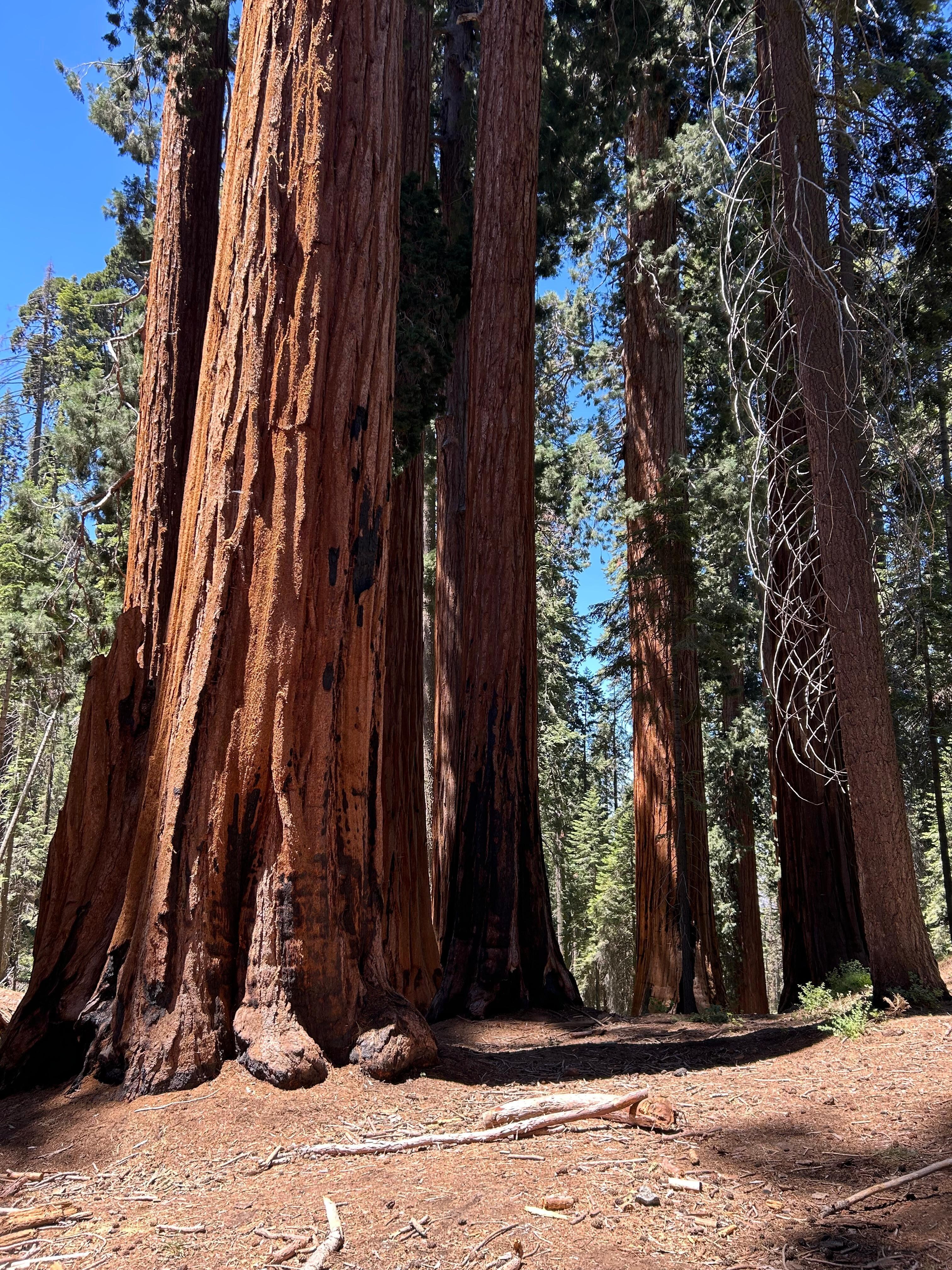 Muir Grove