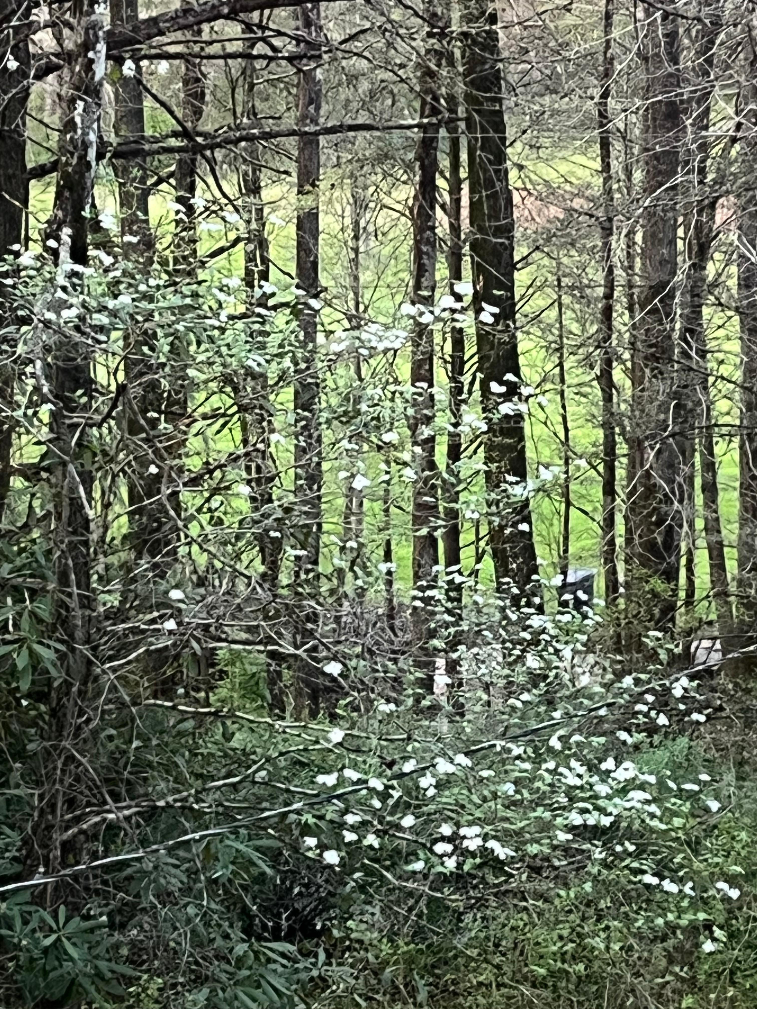Beautiful Dogwood tree on Easter.
