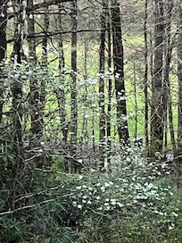 Beautiful Dogwood tree on Easter.