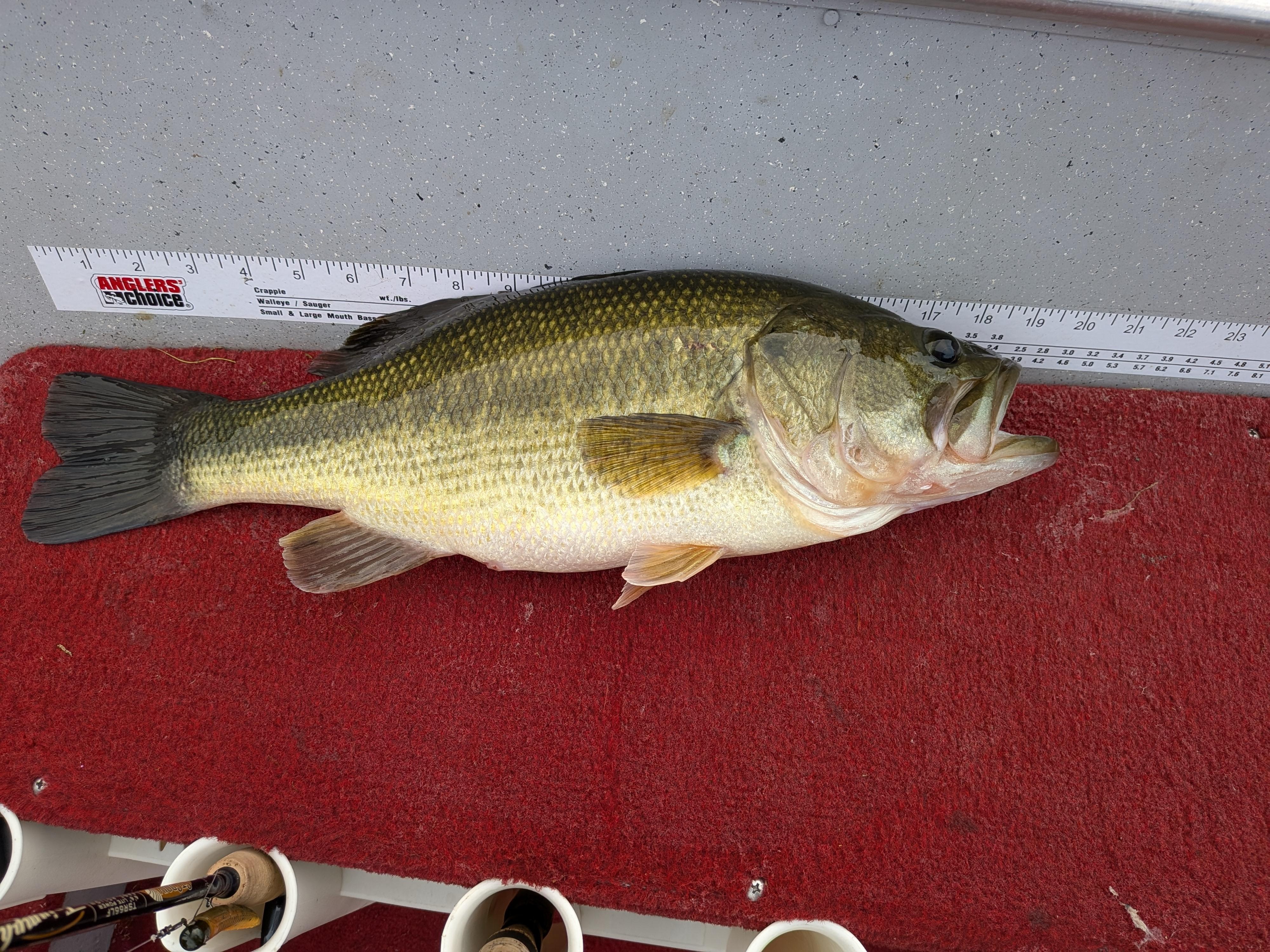 Great largemouth bass and Northern Pike. My wife didn't fish so I couldn't get the impressive photo. Believe me, this is a generous lake.