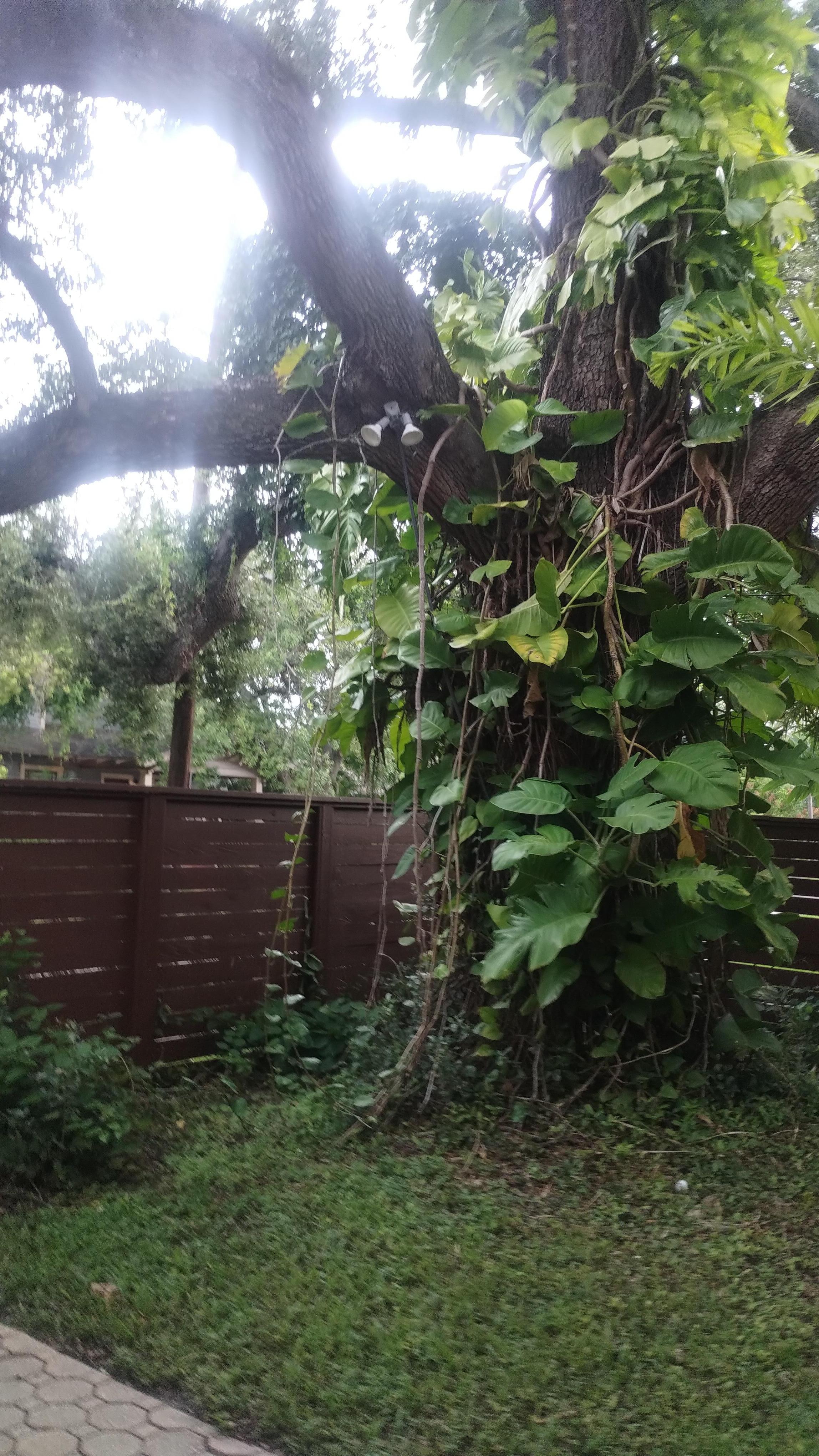 Huge beautiful tree, lots of shade
