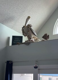 Loved the pelican so much!!!