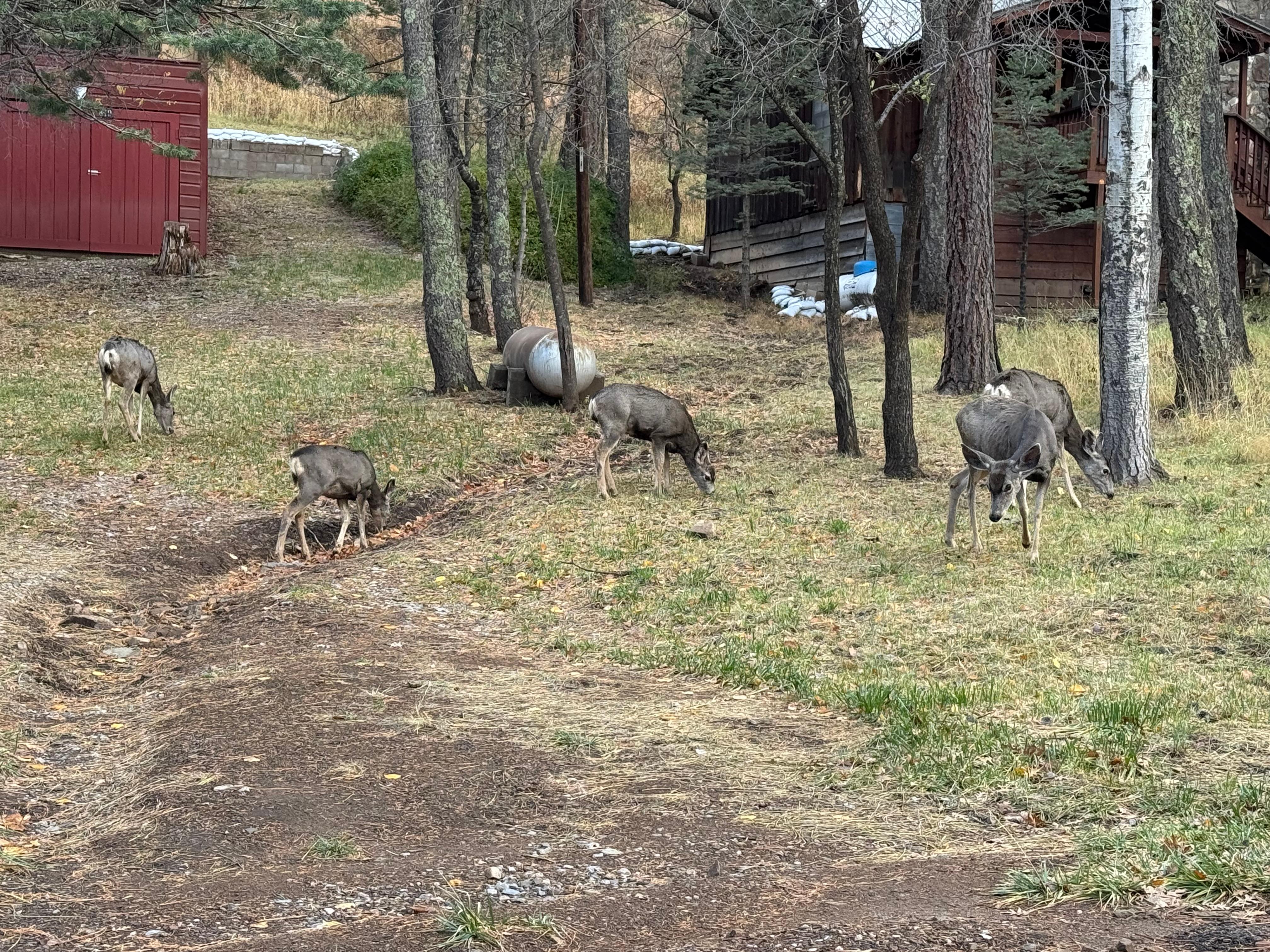 There were elk roaming the neighborhood.