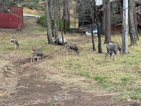 There were elk roaming the neighborhood.