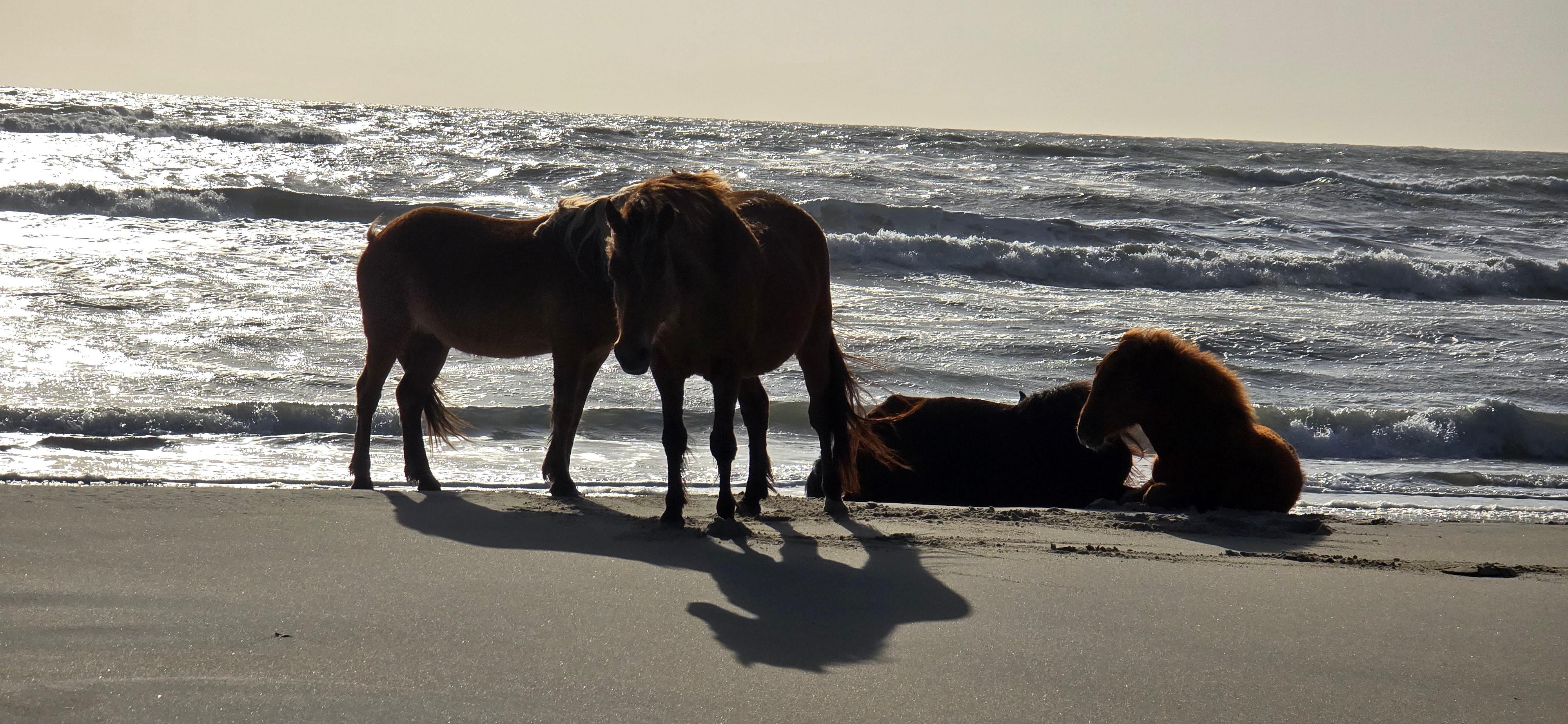 The wild horses were always awesome to see!