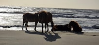 The wild horses were always awesome to see!