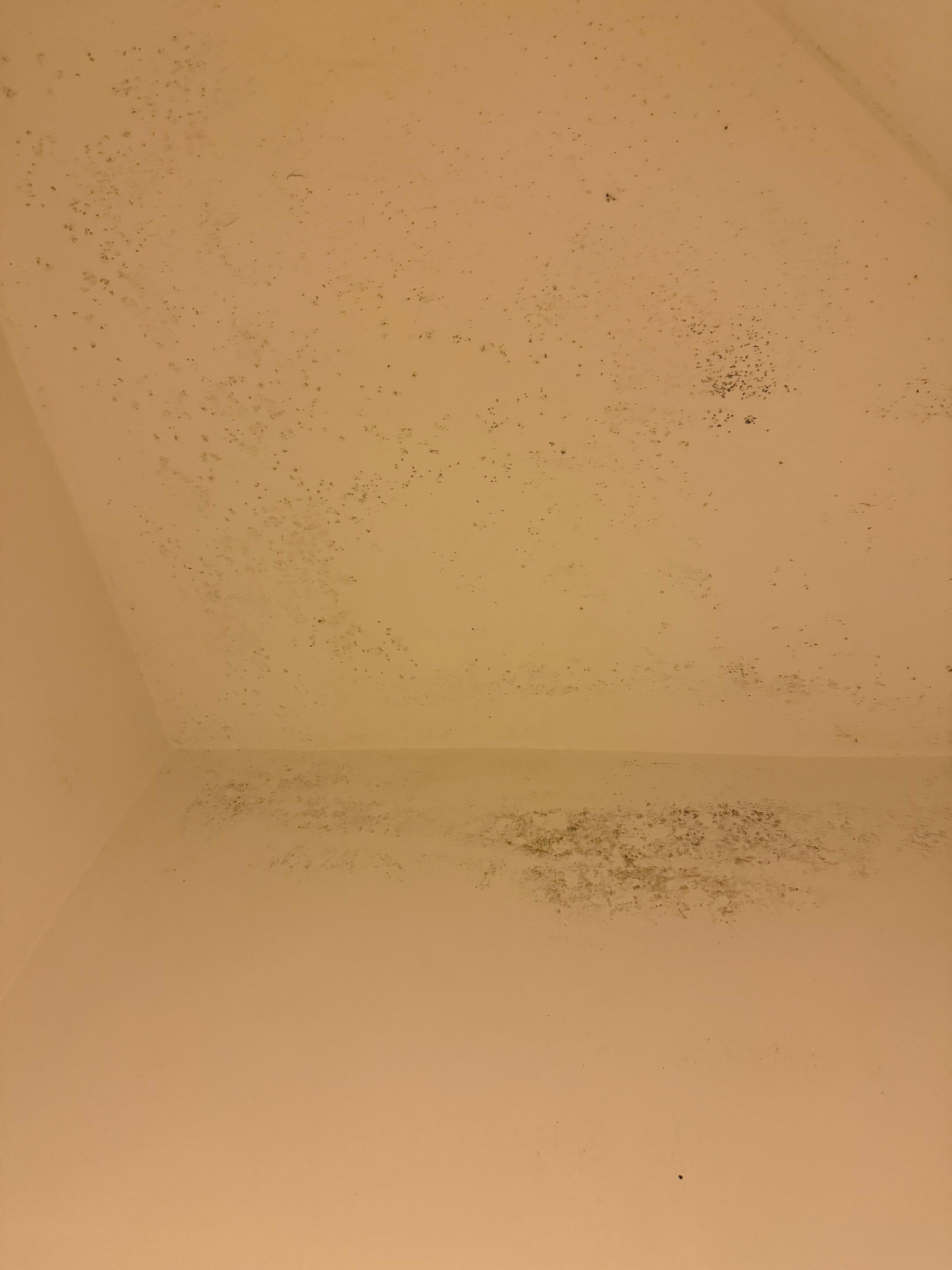 Black mold