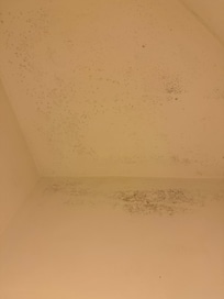 Black mold