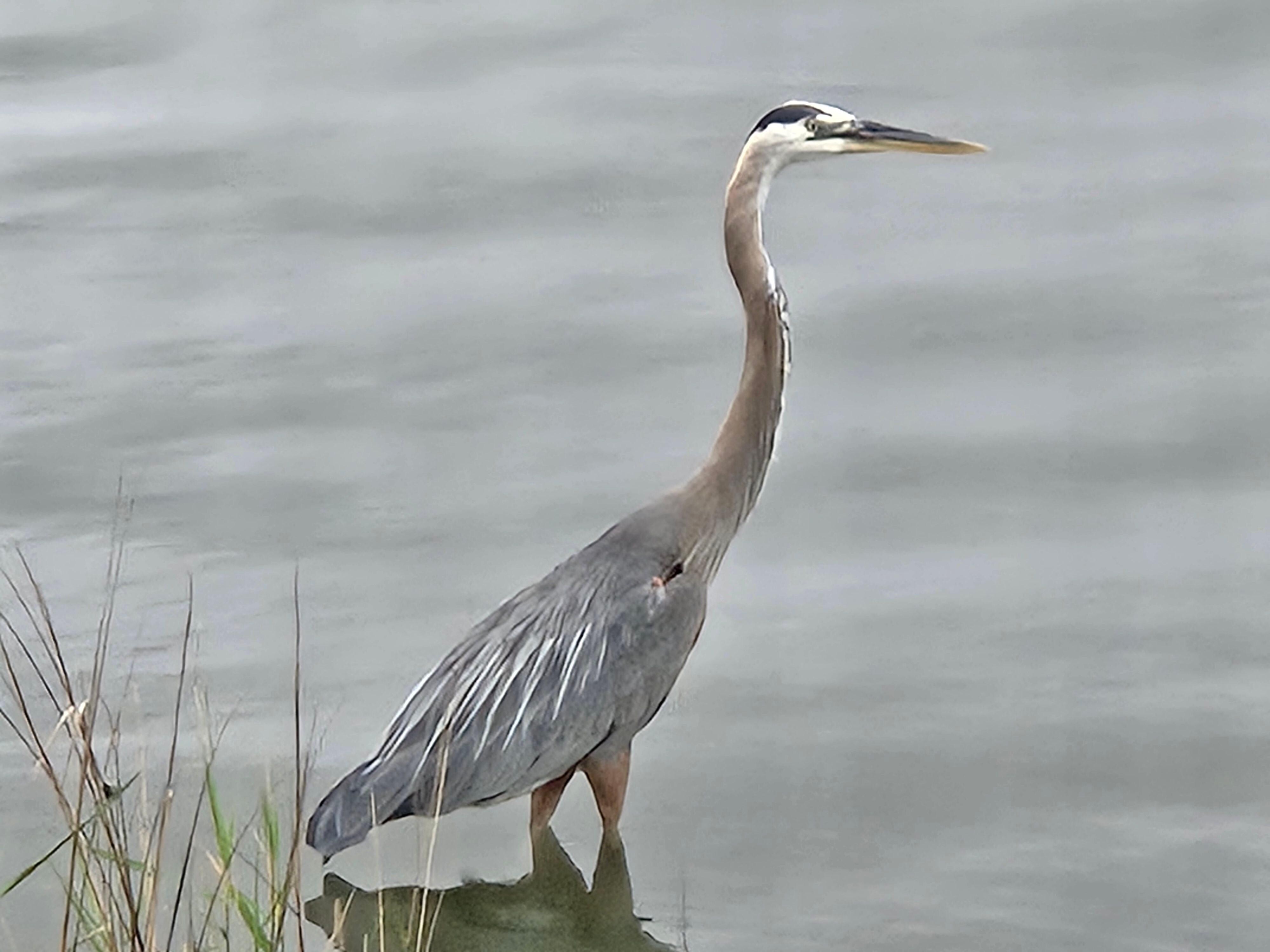 Great Blue Heron right at the property edge every day. Also loved Cormorants, red winged blackbird, skates, and so many rabbits!