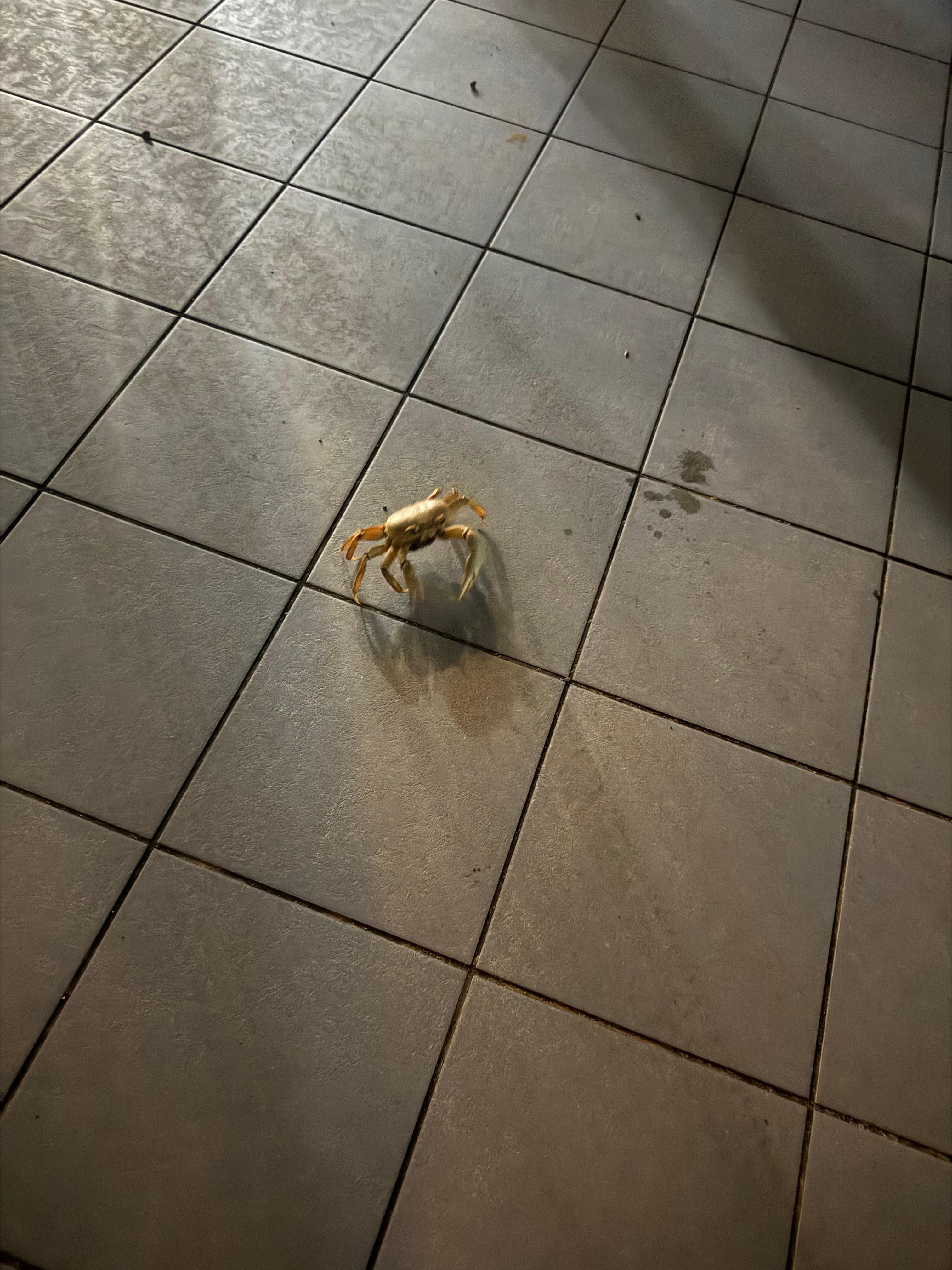 Crab enjoying the area