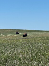 Badlands buffalo