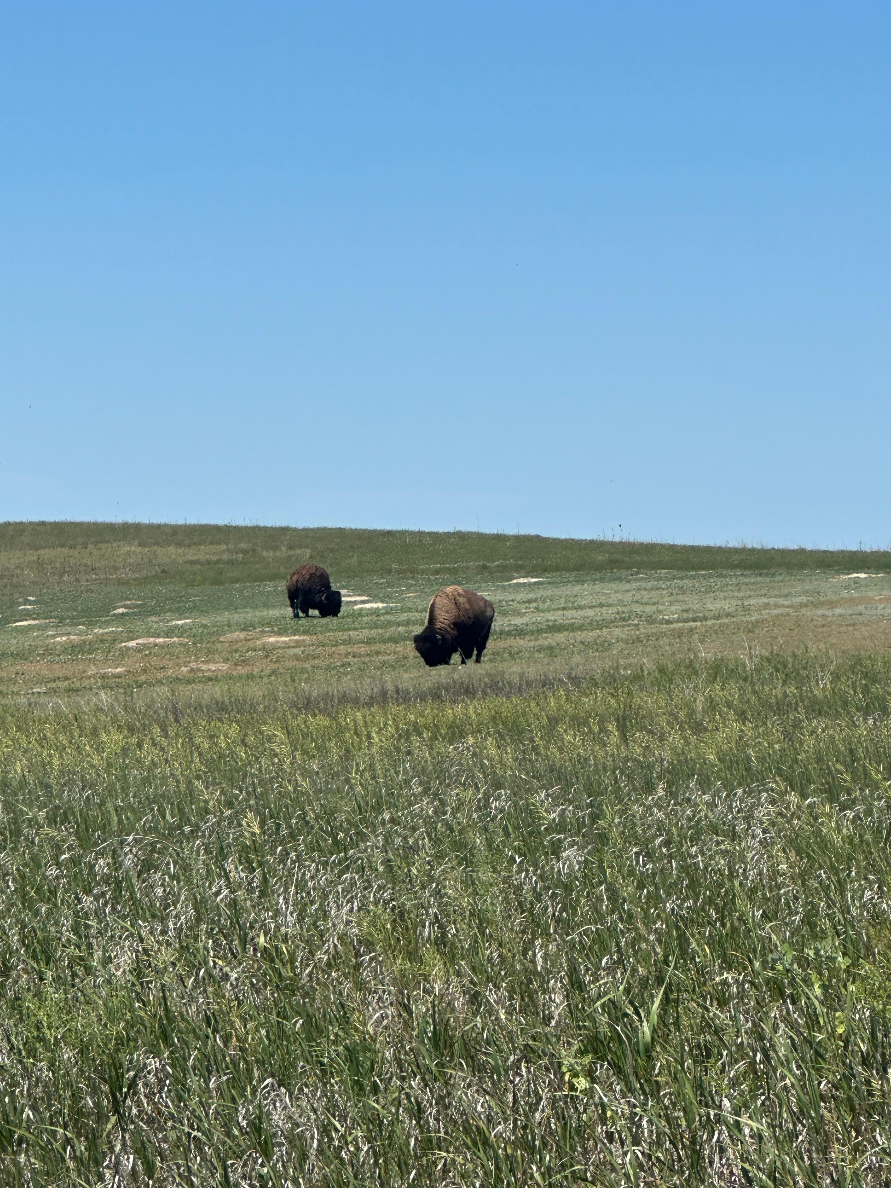 Badlands buffalo