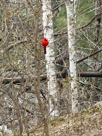 Cardinal
