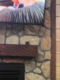 Live squirrel that came down wall to Mantle