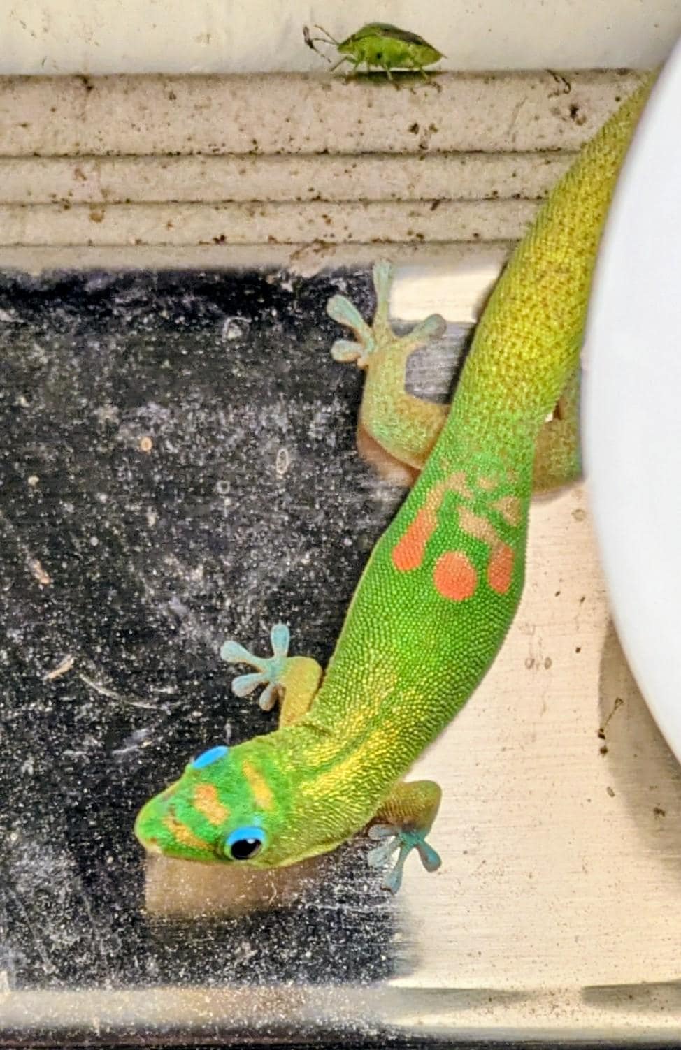 Gold dust geckos keeping the bugs away?