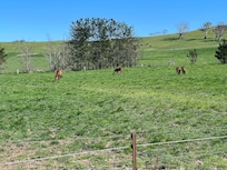 horses in fields