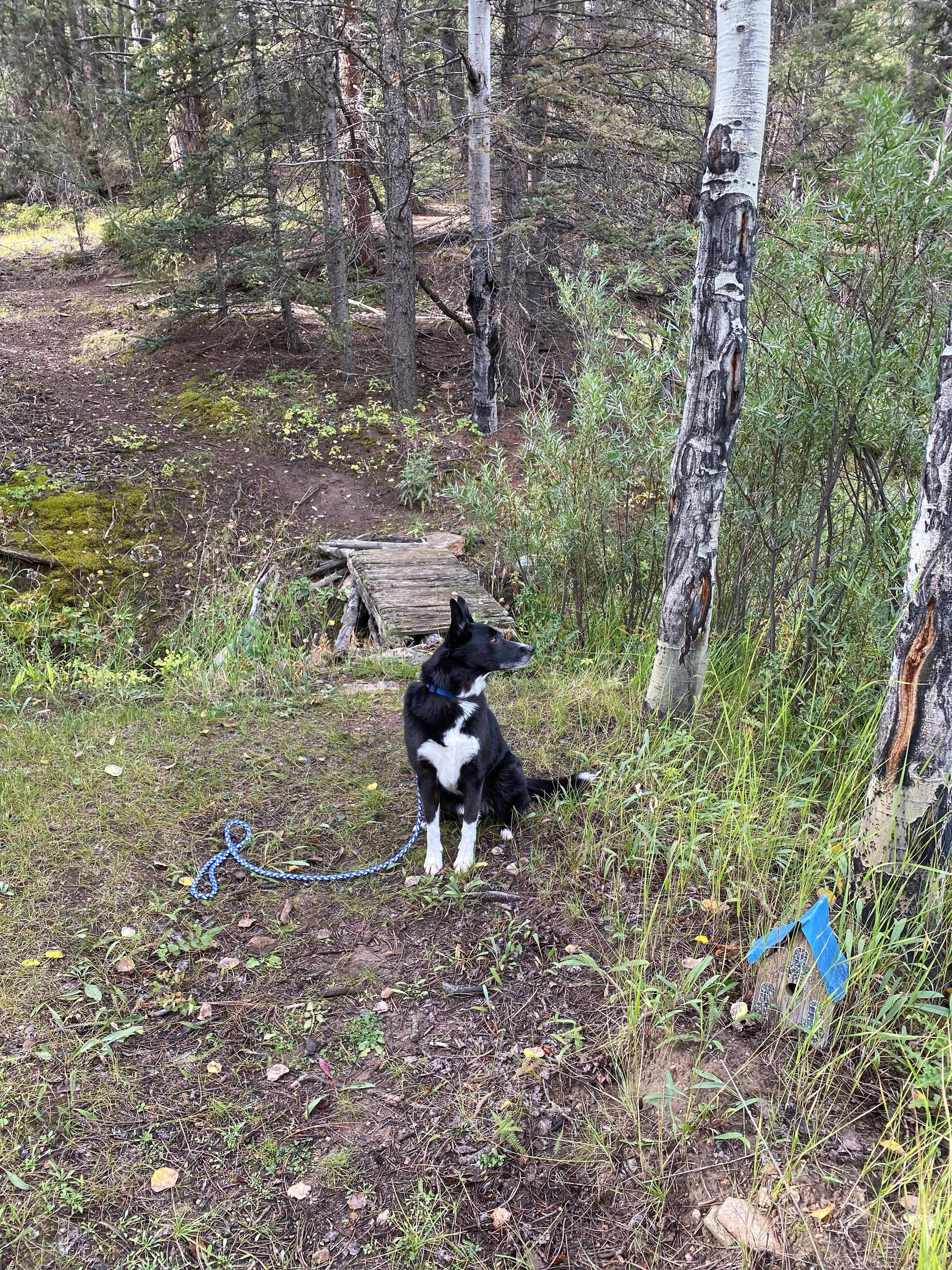 Awesome trails to hike. 