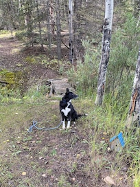 Awesome trails to hike.