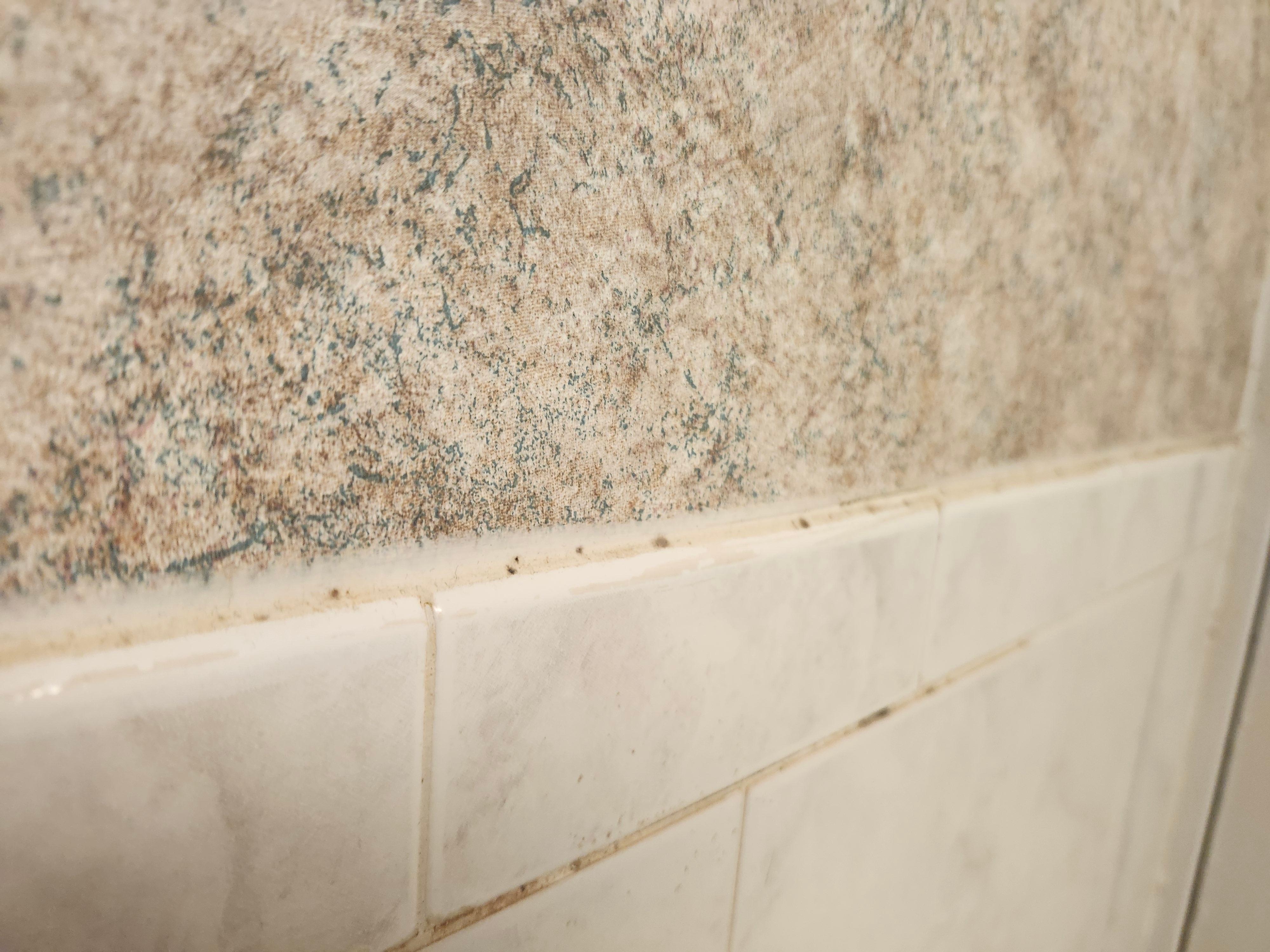 Mold on wall 