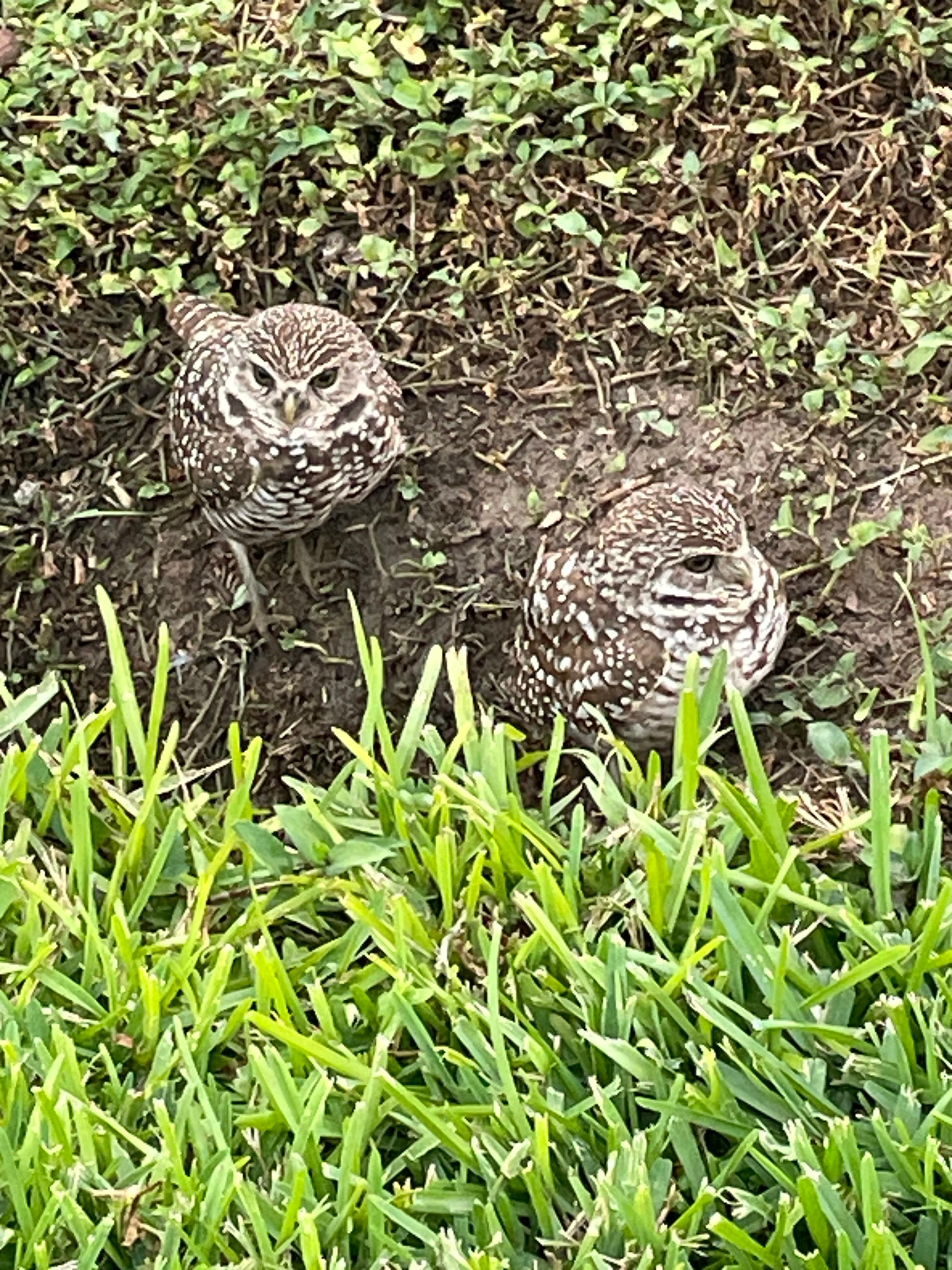 Burrowing owls live   in front of home and are so adorable