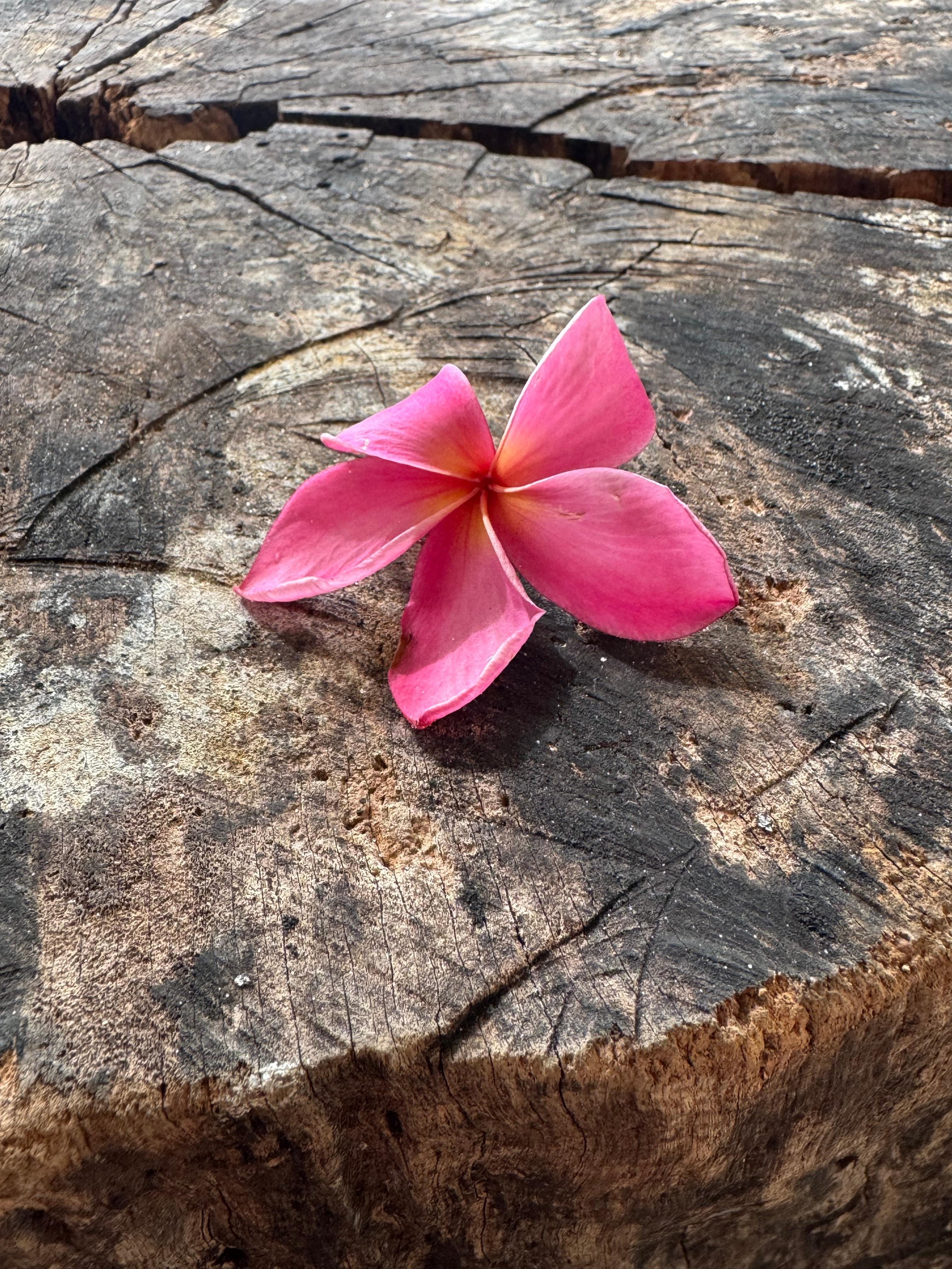 The trees and plants were beautiful!