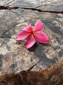 The trees and plants were beautiful!