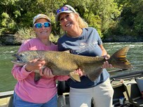 Salmon we released back to the Rogue River
