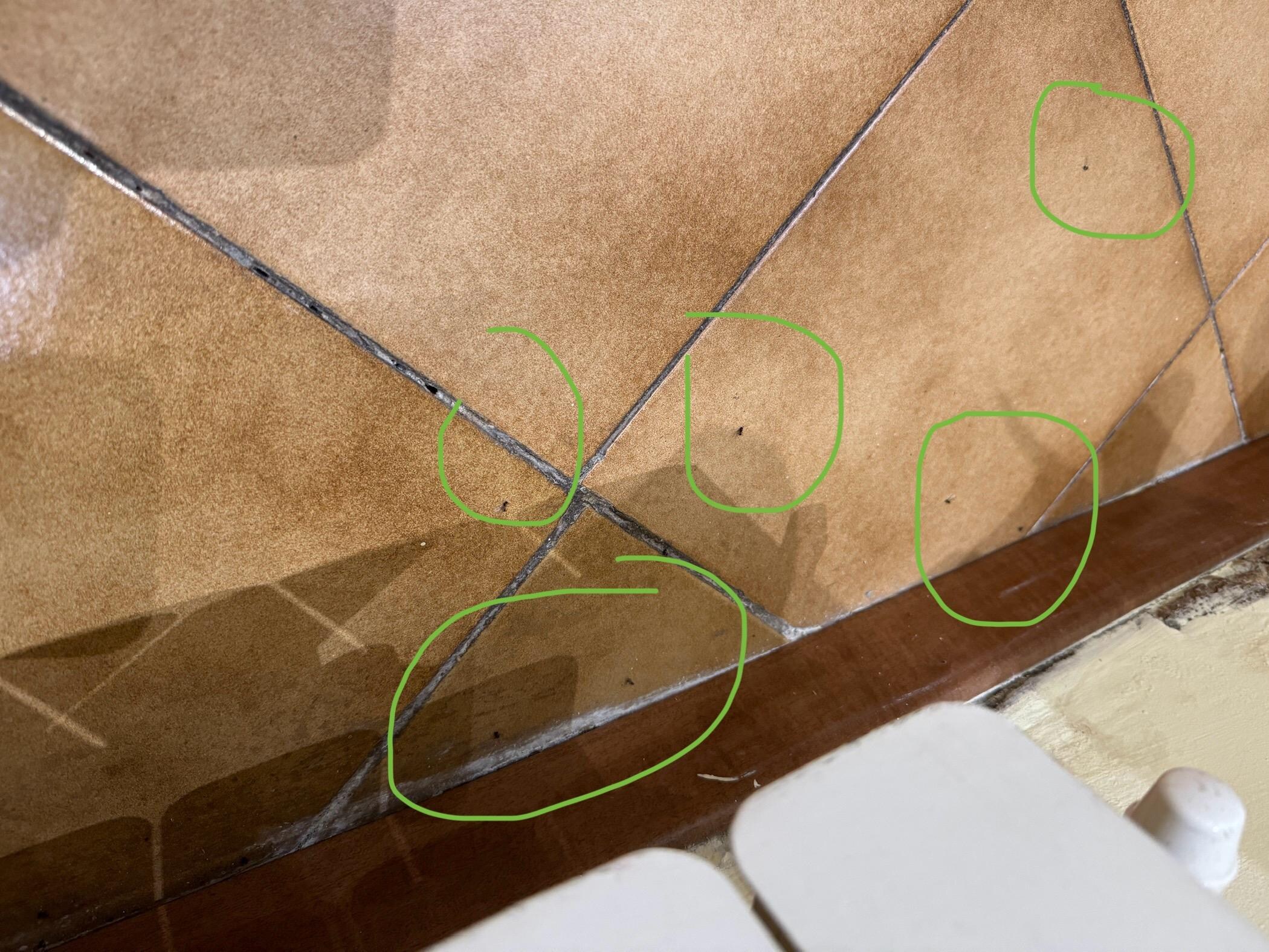 Insects on the floor