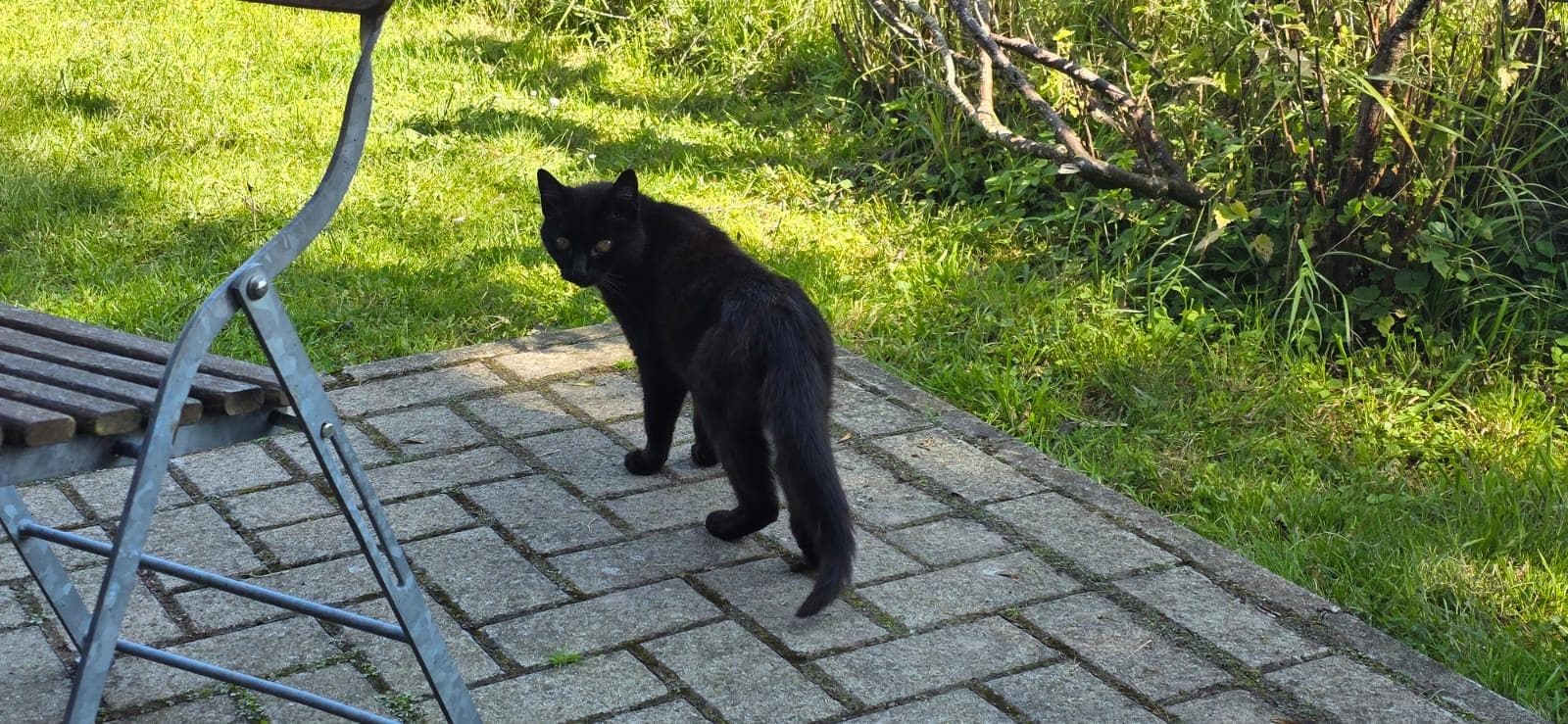 Die hübsche Katze der Eigentümer...