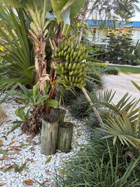 Landscaping was plush, including many bananas growing! The wild green parakeets even visited us a couple of mornings!