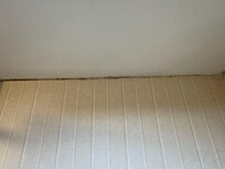 Mold growing on the walls