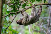 Sloth view from balcony